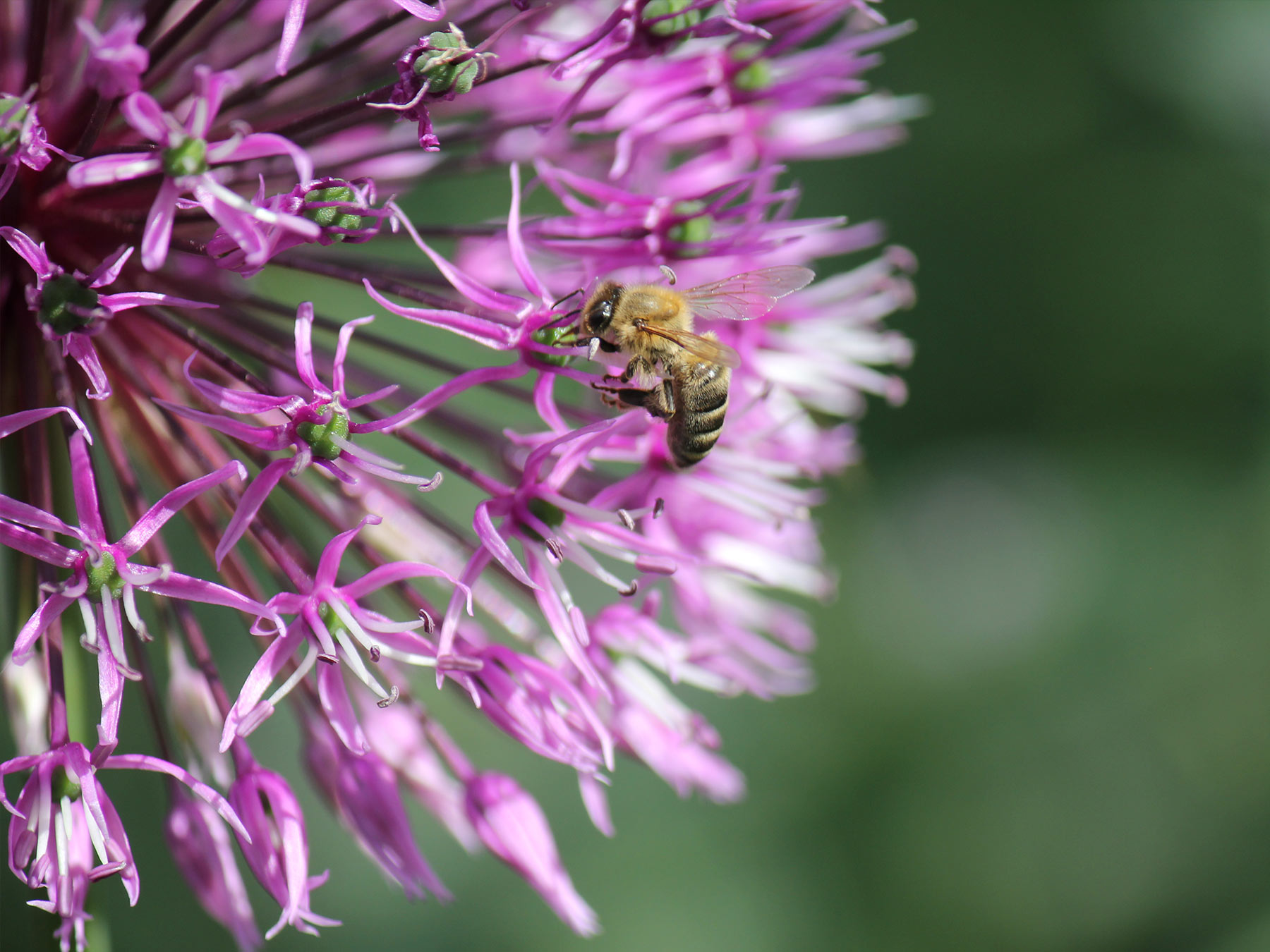 Bethmann Garten- & Landschaftsbau - Biene auf einer Blüte