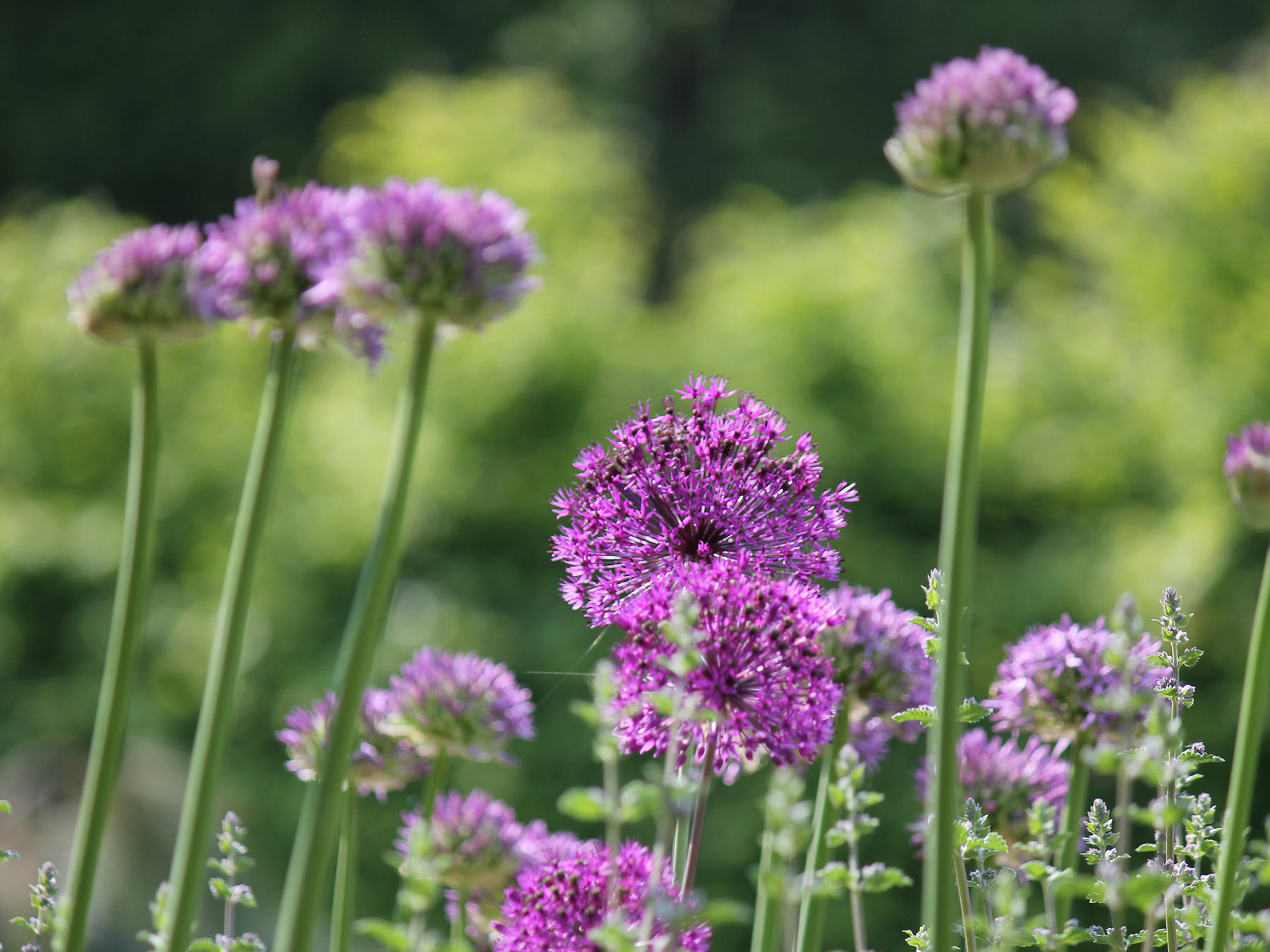 Bethmann Garten- & Landschaftsbau - Blumen