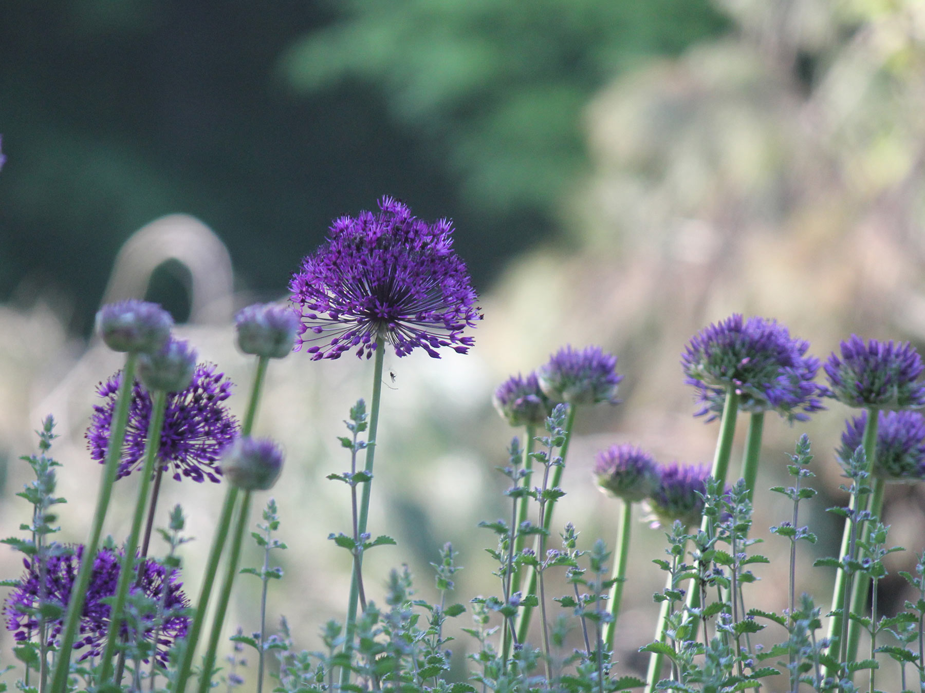 Bethmann Garten- & Landschaftsbau - Blüten