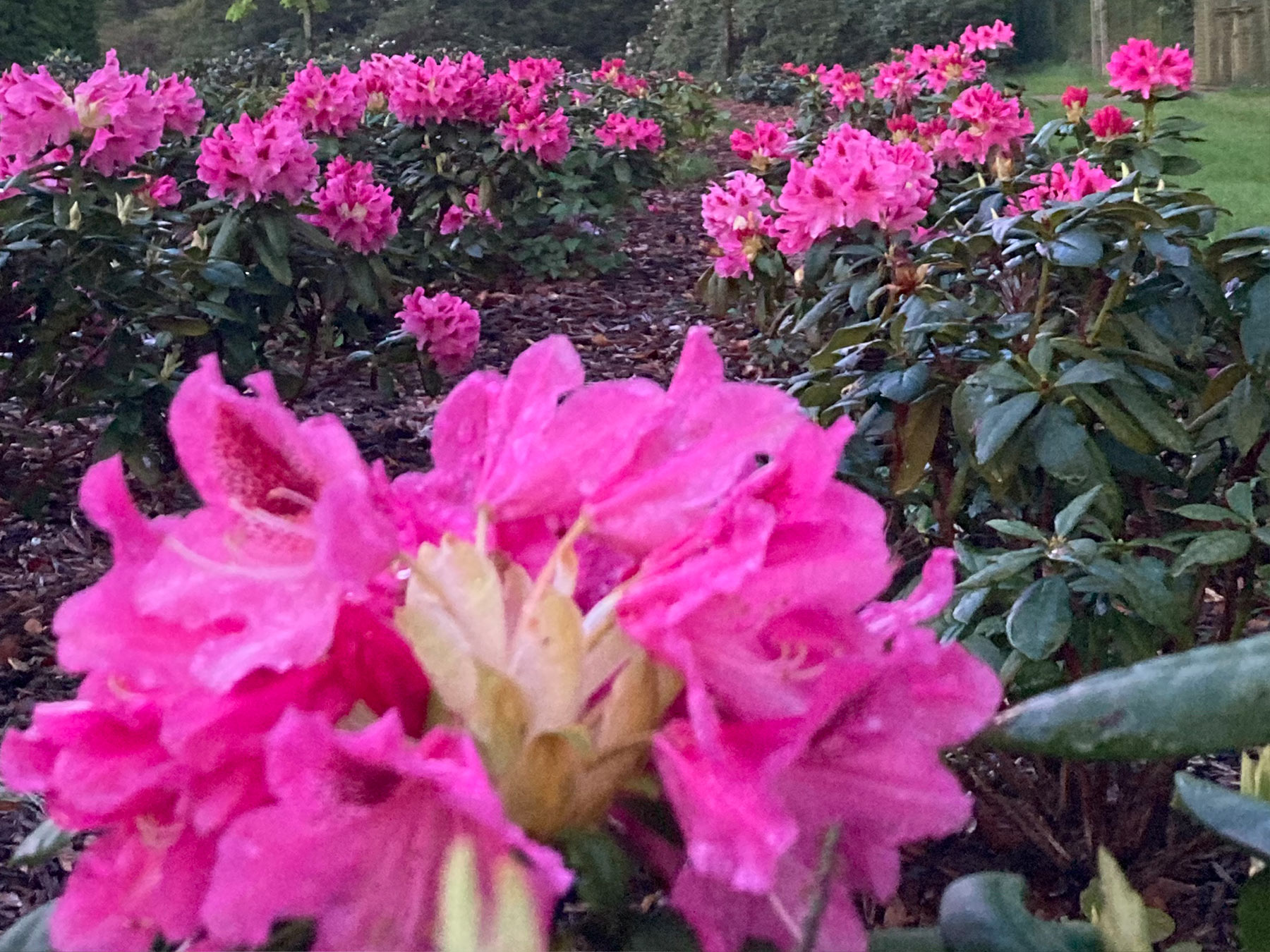 Bethmann Garten- & Landschaftsbau - Rhododrendren-Blüten