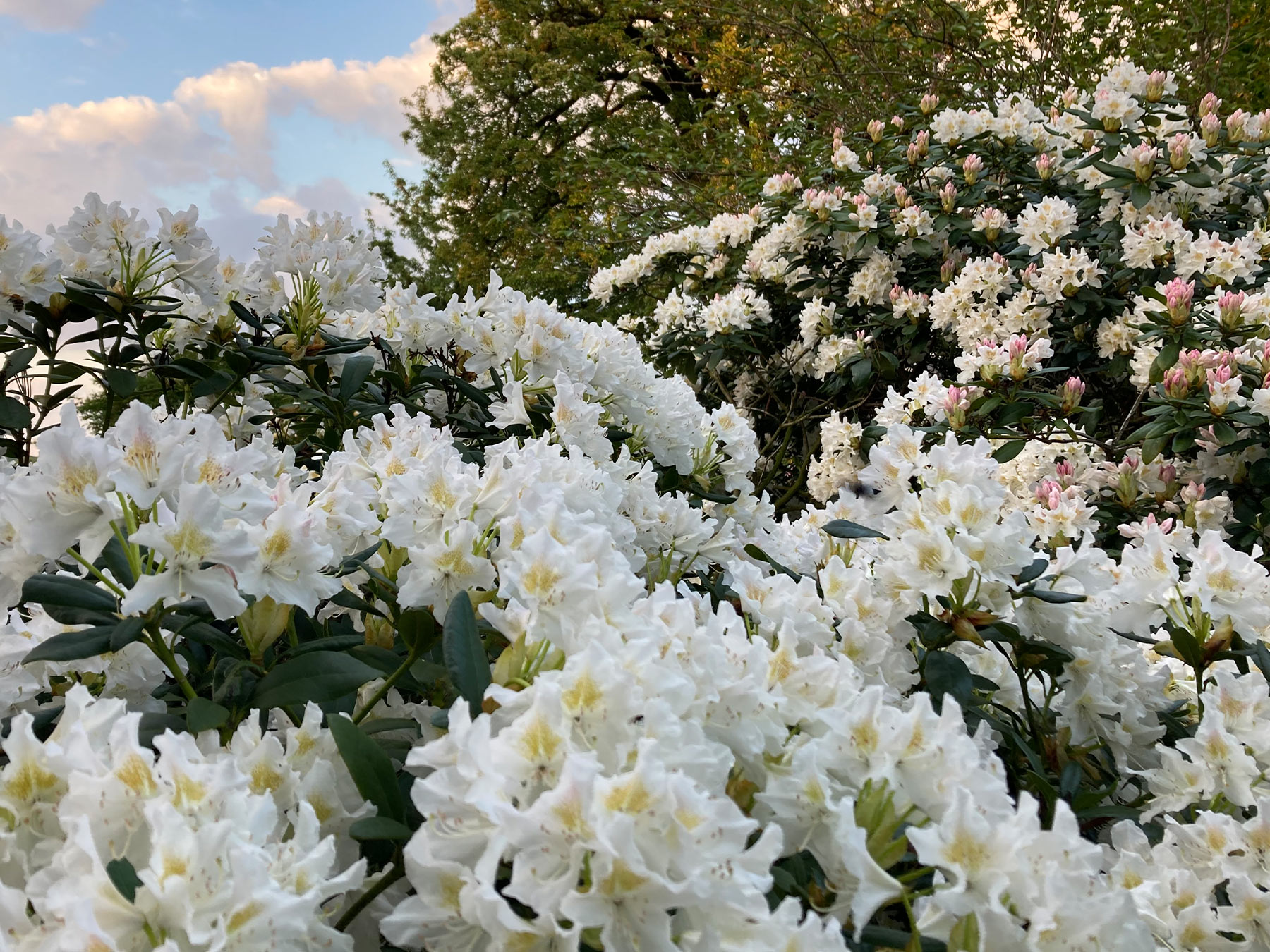 Bethmann Garten- & Landschaftsbau - Rhododrendren-Blüten