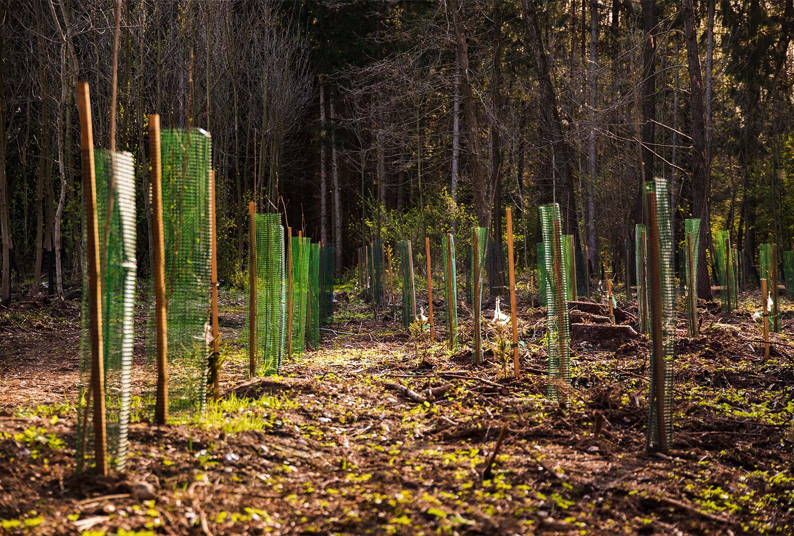 Bethmann Garten- und Landschaftsbau - Forst - Aufforstung